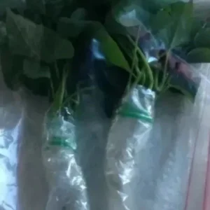 10 Organic Okinawa Purple Sweet Potato Slips - Cuttings - Live Plant - Image 6