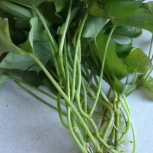 10 Organic Red Japanese Sweet Potato Cuttings - Ready to Plant Slips for Gardening - Image 4