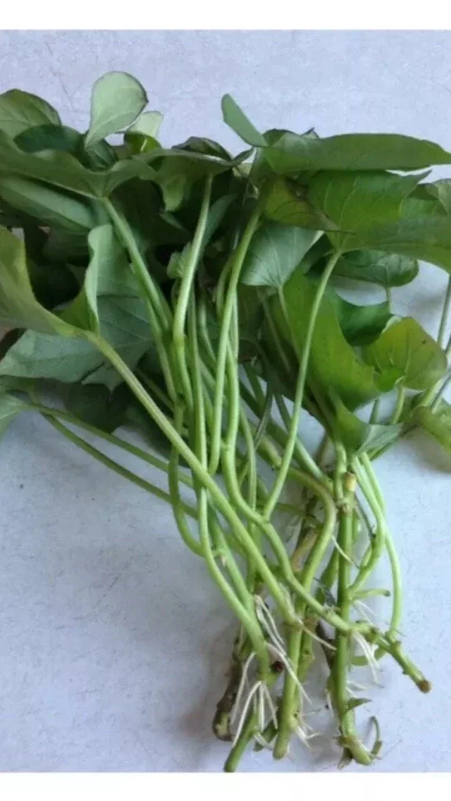 10 Organic Red Japanese Sweet Potato Cuttings - Ready to Plant Slips for Gardening - Image 4