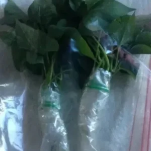 10 Organic Red Japanese Sweet Potato Cuttings - Ready to Plant Slips - Image 6