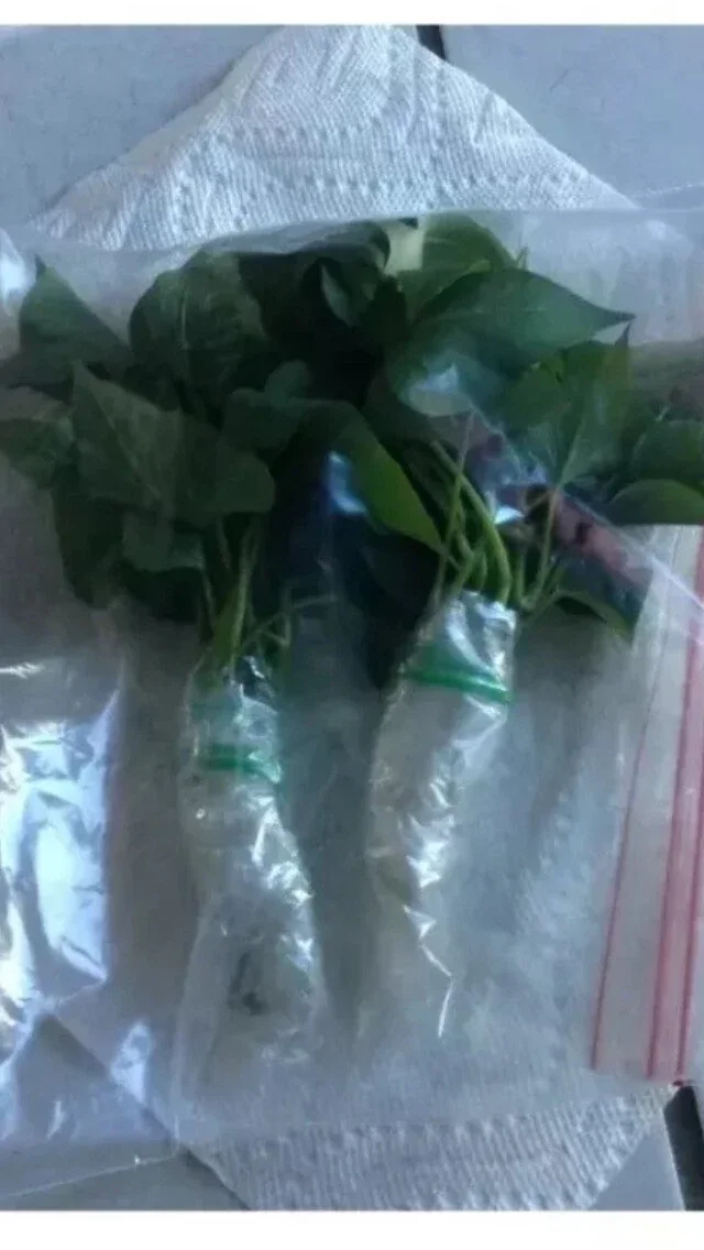 10 Organic Red Japanese Sweet Potato Cuttings - Ready to Plant Slips for Gardening - Image 6