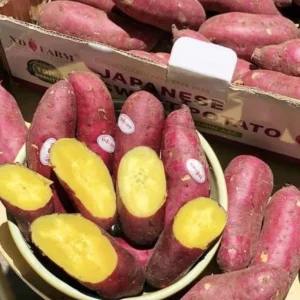 10 Organic Red Japanese Sweet Potato Cuttings - Ready to Plant Slips - Image 8