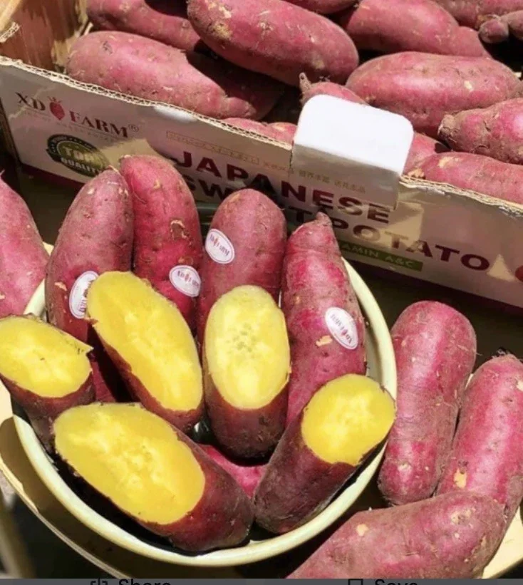 10 Organic Red Japanese Sweet Potato Cuttings - Ready to Plant Slips for Gardening - Image 8