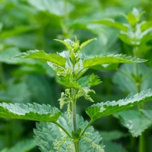 10 Organic Stinging Nettle Bare Root Plants - Urtica dioica - Image 9