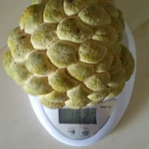 10 Organic Sugar Apple Seeds - Annona Squamosa Tropical Fruit Plant - Image 3