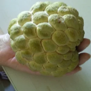 10 Organic Sugar Apple Seeds - Annona Squamosa Tropical Fruit Plant - Image 1