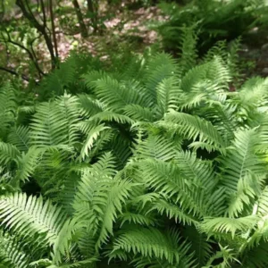10 Ostrich Fern Bare Root Fiddlehead Matteuccia Struthiopteris Perennial Wildflower Plant - Image 1
