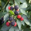 10 Ouachita Thornless Blackberry Starter Plug Plants – Rubus 'Ouachita' - Image 1