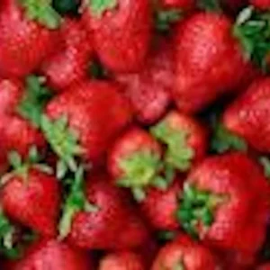 10 Ozark Beauty Everbearing Strawberry Plant – Perennial Fruit Bare Root - Image 5
