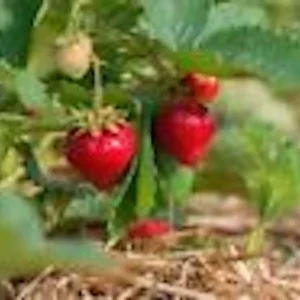 10 Ozark Beauty Everbearing Strawberry Plant – Perennial Fruit Bare Root - Image 6