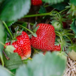 10 Ozark Beauty Strawberry Plants – Bare Root Everbearing – Sweet Red Berries - Image 1