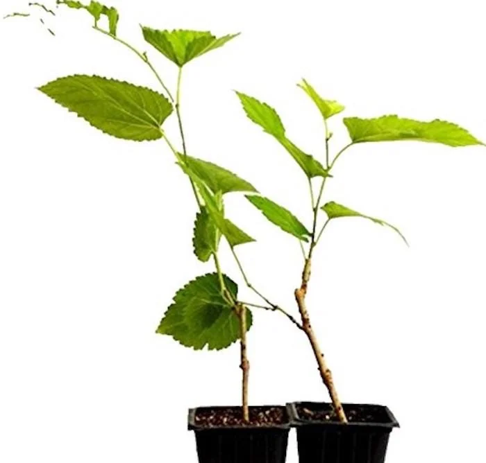 10 Pakistan Mulberry Tree Starter Plug - Morus macroura Live Plant - Image 4