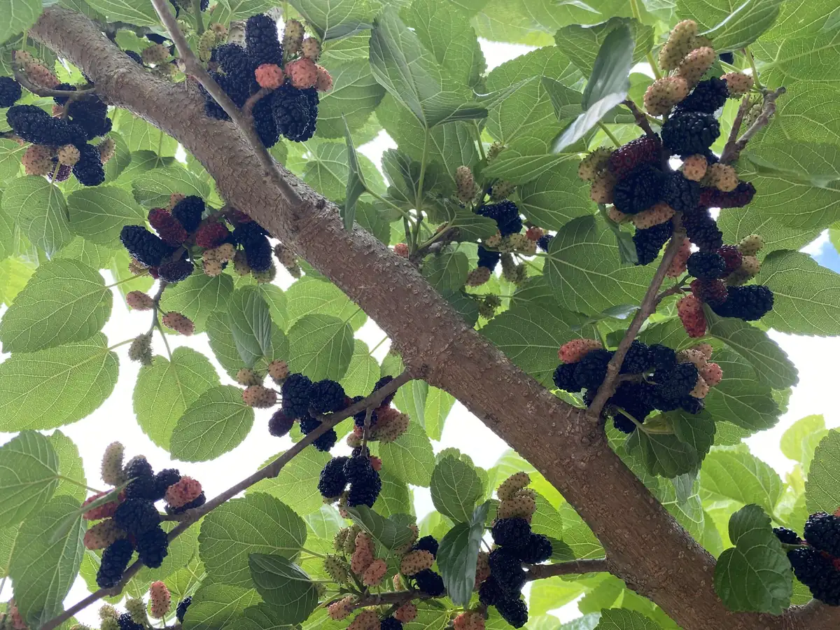 10 Pakistan Mulberry Tree Starter Plug - Morus macroura Live Plant - Image 8