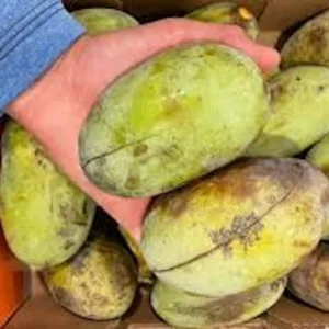 10 Pawpaw Tree Seeds - Organic Asimina triloba Native Fruit Seeds - Image 9