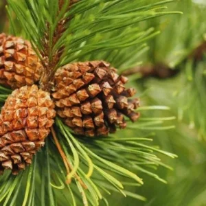 10 Pine Cones for Crafting & Decorating - Natural & Rustic - Image 5