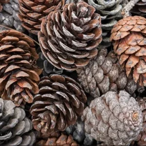 10 Pine Cones for Crafting & Decorating - Natural & Rustic - Image 1