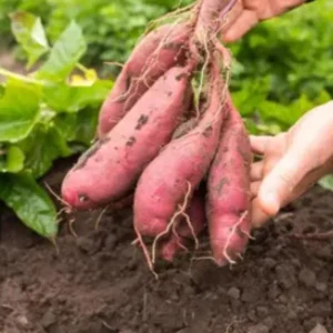 10 Pink Korean Sweet Potato Slips - Well Rooted Live Plant Cuttings - Easy to Grow - Image 2