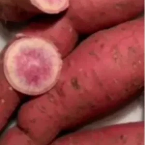 10 Pink Korean Sweet Potato Slips - Well Rooted Live Plant Cuttings - Easy to Grow - Image 3
