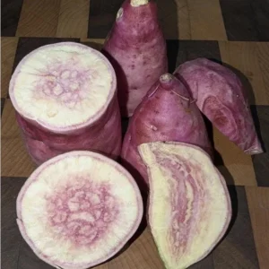 10 Pink Korean Sweet Potato Slips - Well Rooted Live Plant Cuttings - Easy to Grow - Image 4