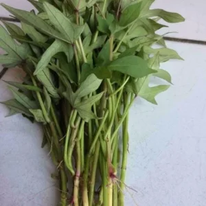 10 Pink Korean Sweet Potato Slips - Well Rooted Live Plant Cuttings - Easy to Grow - Image 5