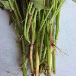 10 Pink Korean Sweet Potato Slips - Well Rooted Live Plant Cuttings - Easy to Grow - Image 6