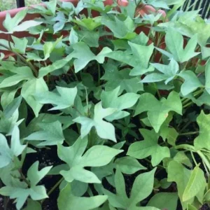 10 Pink Korean Sweet Potato Slips - Well Rooted Live Plant Cuttings - Easy to Grow - Image 7