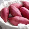 10 Pink Korean Sweet Potato Slips - Well Rooted Live Plant Cuttings - Easy to Grow - Image 1