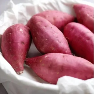 10 Pink Korean Sweet Potato Slips - Well Rooted Live Plant Cuttings - Easy to Grow - Image 1