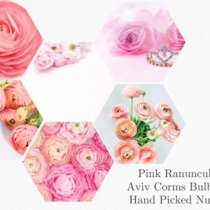 10 Pink Ranunculus Bulbs Jumbo - Flowering Perennial for Garden - Image 3