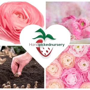 10 Pink Ranunculus Bulbs Jumbo - Flowering Perennial for Garden - Image 8