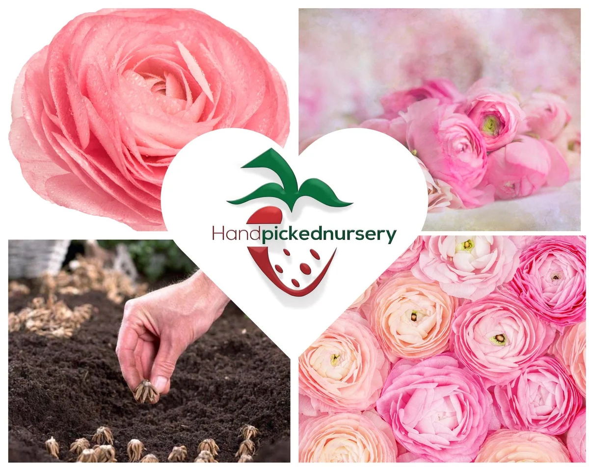 10 Pink Ranunculus Bulbs Jumbo - Flowering Perennial for Garden - Image 8