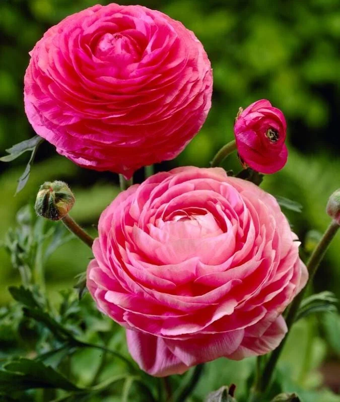 10 Pink Ranunculus Bulbs Jumbo - Flowering Perennial for Garden - Image 1