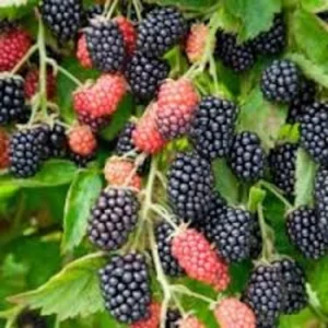 10 Prime Ark 45 Blackberry Plant Primocane Bare Root Bush - Fruit Bush - Image 1