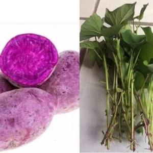 10 Purple Molokai Sweet Potato Slips - Live Plant Cuttings - Well Rooted - Image 4