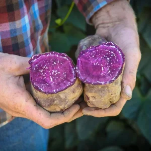 10 Purple Molokai Sweet Potato Slips - Live Plant Cuttings - Well Rooted - Image 1