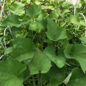10 Purple Molokai Sweet Potato Slips - Live Plant Cuttings - Well Rooted - Image 5