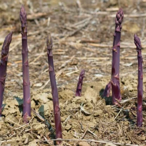 10 Purple Passion Asparagus Bare Roots - Perennial Vegetable Plant - Image 3