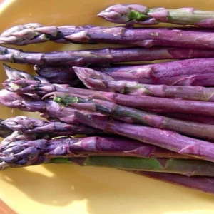 10 Purple Passion Asparagus Bare Roots - Perennial Vegetable Plant - Image 1