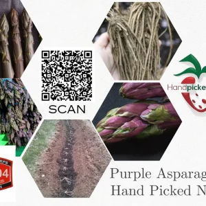 10 Purple Passion Asparagus Crowns - 2 Year Bare Root Live Plants for Garden - Image 5