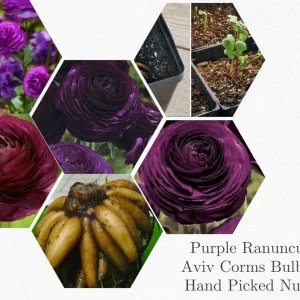 10 Purple Ranunculus Bulbs - Jumbo Size for Vibrant Garden Flowers - Image 4