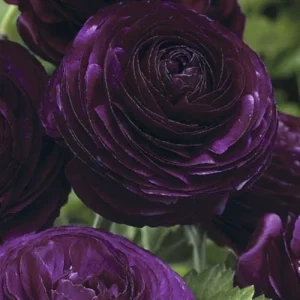 10 Purple Ranunculus Bulbs - Jumbo Size for Vibrant Garden Flowers - Image 5