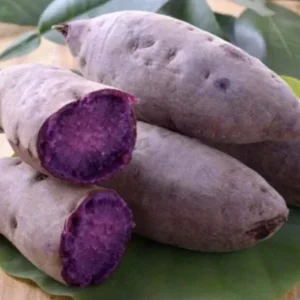 10 Purple Sweet Potato Slips - Cuttings for Growing Edible Plants - Image 1