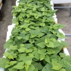 10 Purple Sweet Potato Slips - Cuttings for Growing Edible Plants - Image 5