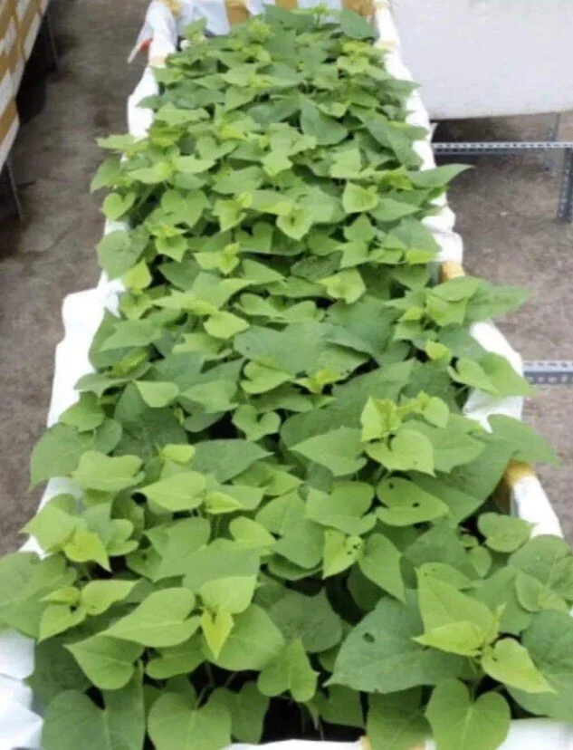 10 Purple Sweet Potato Slips - Cuttings for Growing Edible Plants - Image 5