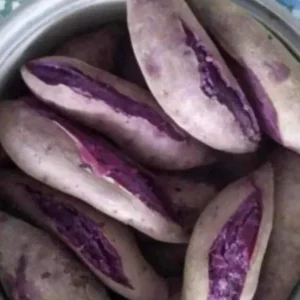 10 Purple Sweet Potato Slips - Cuttings Live Plant for Edible Garden - Image 5