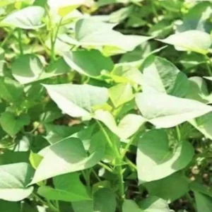 10 Purple Sweet Potato Slips - Live Plant Cuttings for Growing - Image 6