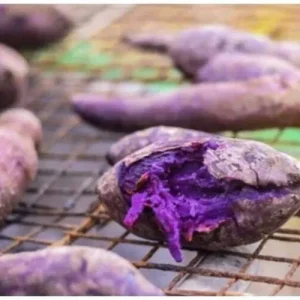 10 Purple Sweet Potato Slips - Live Plant Cuttings for Growing - Image 8