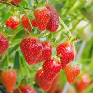 10 Quinault Strawberry Bare Roots - Everbearing Fruit Plant for Gardens - Image 5