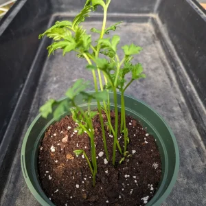 10 Ranunculus Mixed Shade Flower Bulbs - Jumbo Size for Vibrant Blooms - Image 8