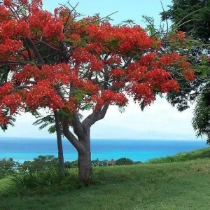 10 Red Flamboyant Tree Seeds - Royal Poinciana Delonix Regia - Fresh Harvest - Image 3